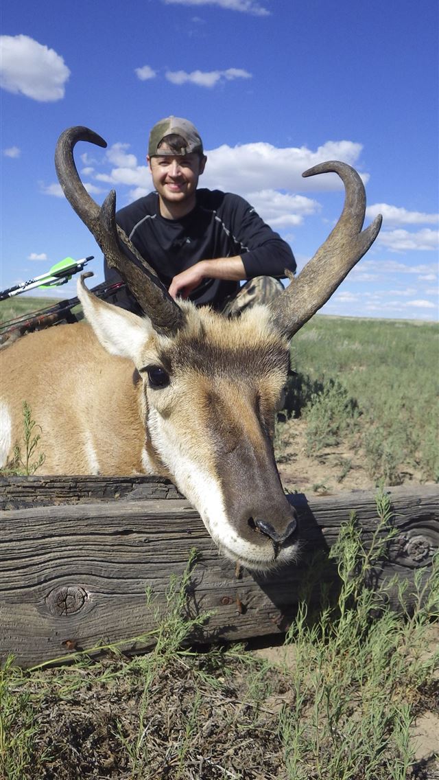 1284x2778 pronghorn - pronghorn iPhone Wallpaper
