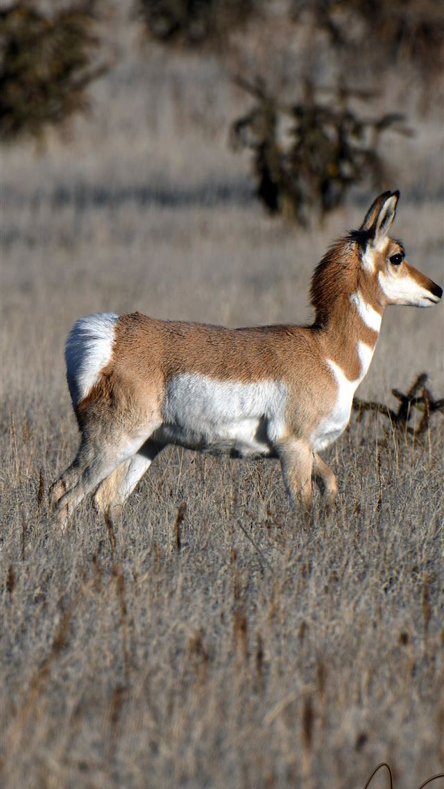 1284x2778 pronghorn - pronghorn iPhone Wallpaper