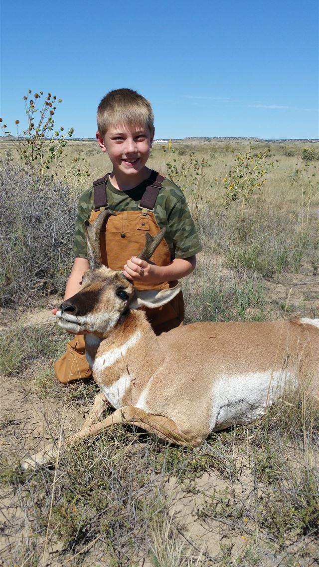 1284x2778 pronghorn - pronghorn iPhone Wallpaper