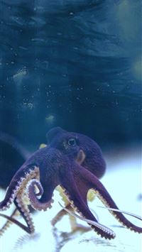 cephalopod wallpaper
