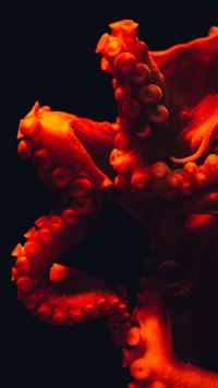 cephalopod wallpaper