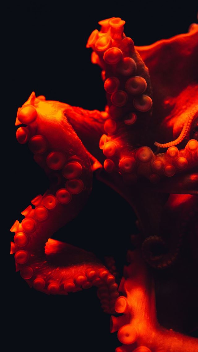 1284x2778 cephalopod - cephalopod iPhone Wallpaper