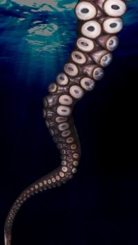 cephalopod wallpaper