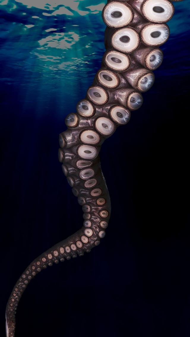 1284x2778 cephalopod - cephalopod iPhone Wallpaper