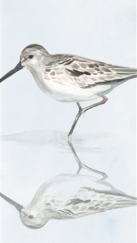 sandpiper wallpaper