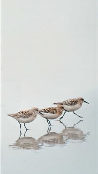 Best Sandpiper iPhone HD Wallpapers - iLikeWallpaper