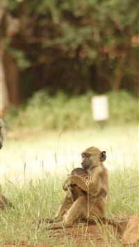 nyika national park wallpaper