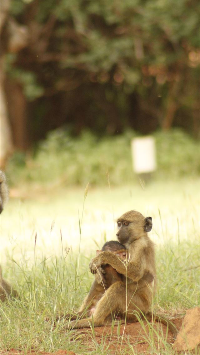 1284x2778 nyika national park - nyika national park iPhone Wallpaper