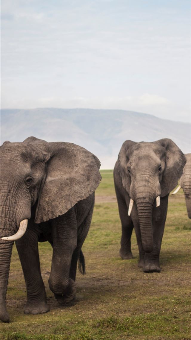 1284x2778 nyika national park - nyika national park iPhone Wallpaper