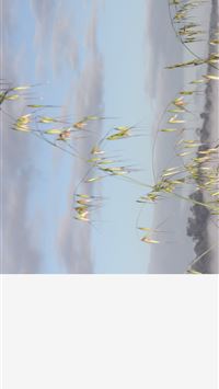 bridgetown wallpaper