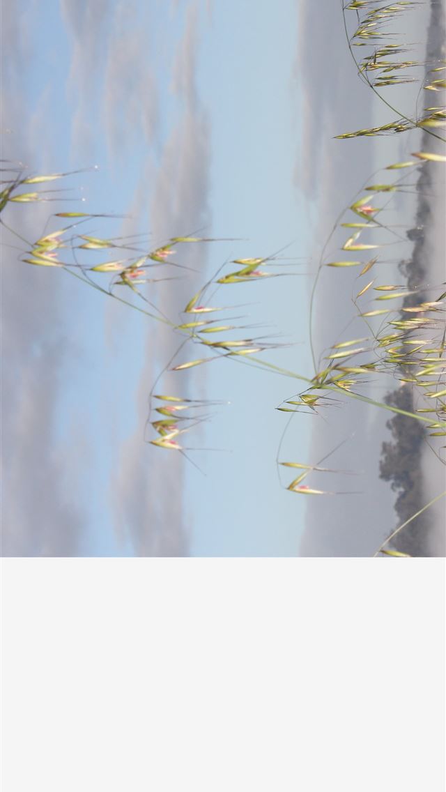1284x2778 bridgetown - bridgetown iPhone Wallpaper