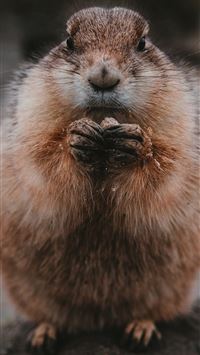 gopher wallpaper