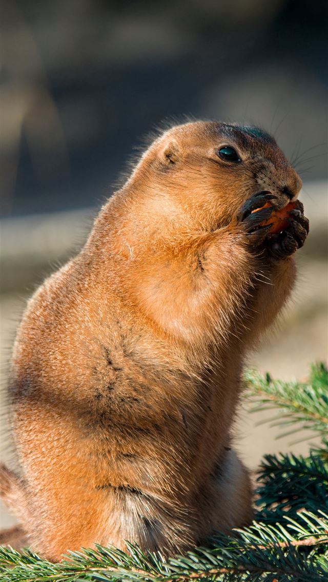 1284x2778 gopher - gopher iPhone Wallpaper