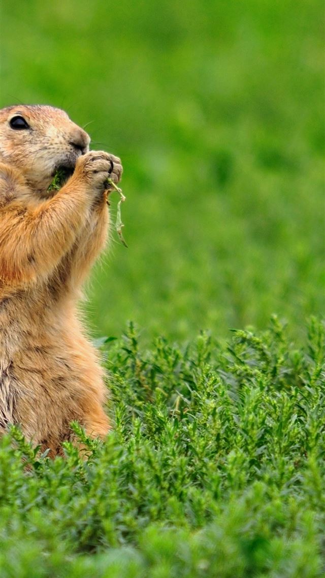 1284x2778 gopher - gopher iPhone Wallpaper