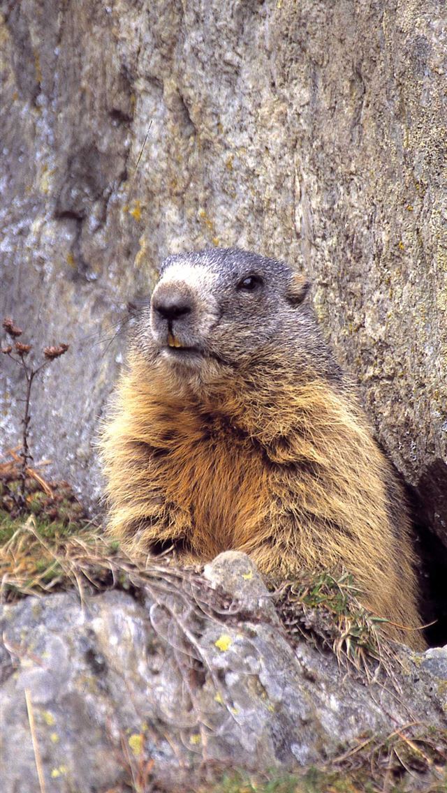 1125x2436 gopher - gopher iPhone Wallpaper