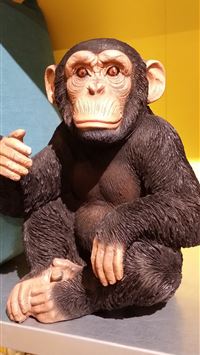 primeape hd wallpaper