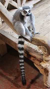 primeape hd wallpaper