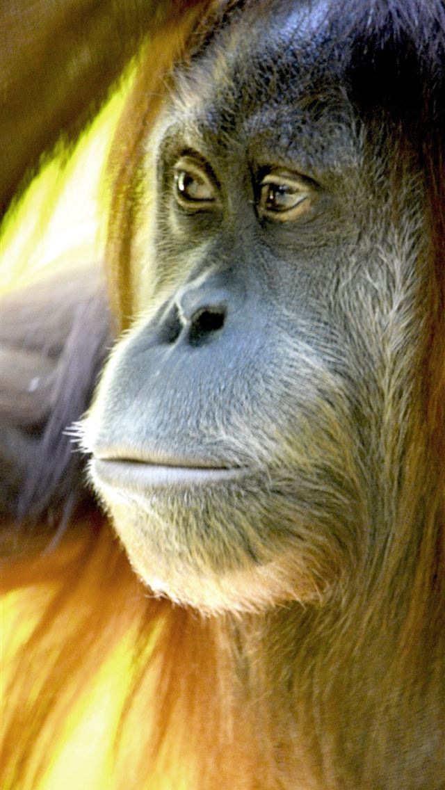 1284x2778 primeape hd - primeape hd iPhone Wallpaper