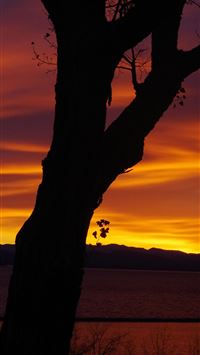 pheromosa hd wallpaper