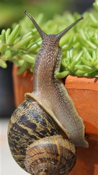 garden snail wallpaper