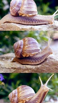 garden snail wallpaper