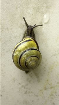 garden snail wallpaper