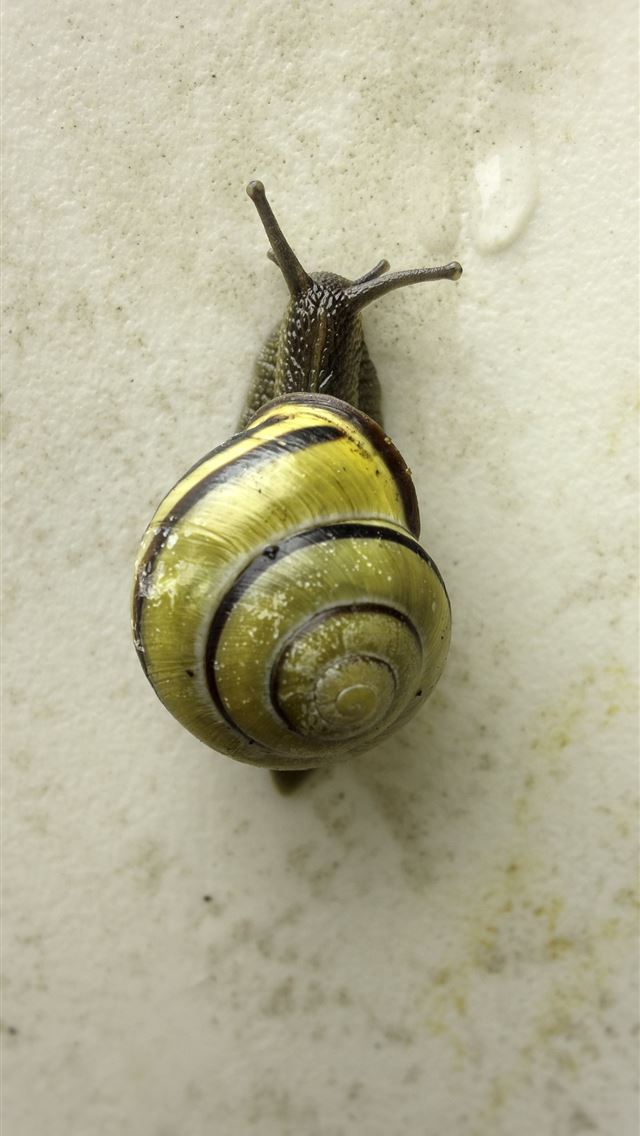 1284x2778 garden snail - garden snail iPhone Wallpaper