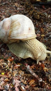 garden snail wallpaper