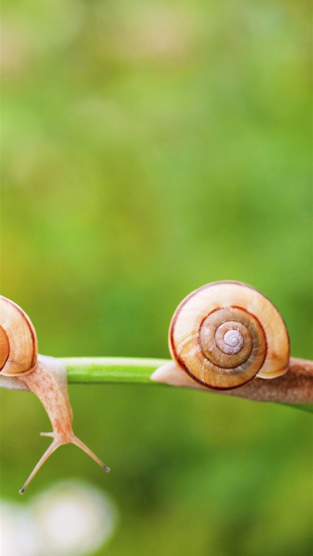 1284x2778 garden snail - garden snail iPhone Wallpaper