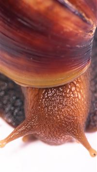 garden snail wallpaper