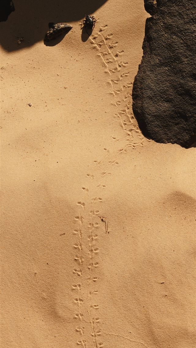 1284x2778 niger - niger iPhone Wallpaper