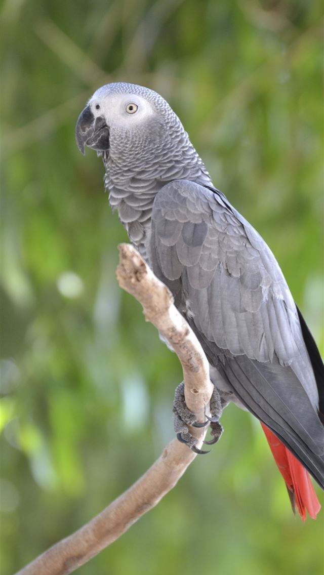 1284x2778 gabon - gabon iPhone Wallpaper