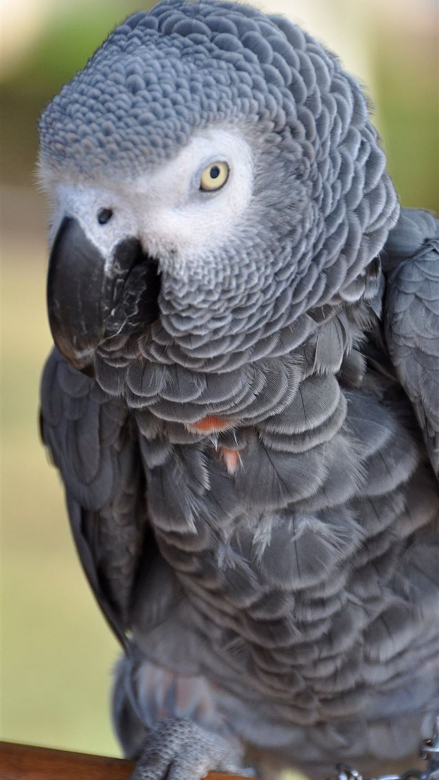 1284x2778 gabon - gabon iPhone Wallpaper