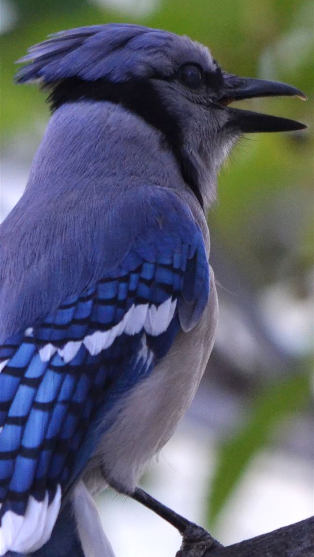 1284x2778 thrushes - thrushes iPhone Wallpaper