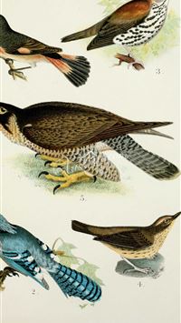 thrushes wallpaper