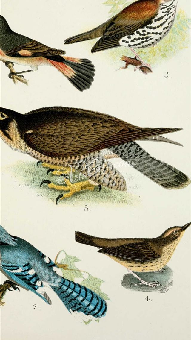 1284x2778 thrushes - thrushes iPhone Wallpaper
