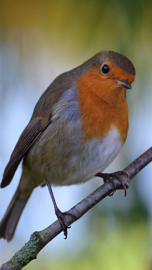 1284x2778 thrushes - thrushes iPhone Wallpaper