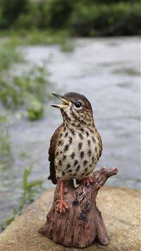 thrushes wallpaper