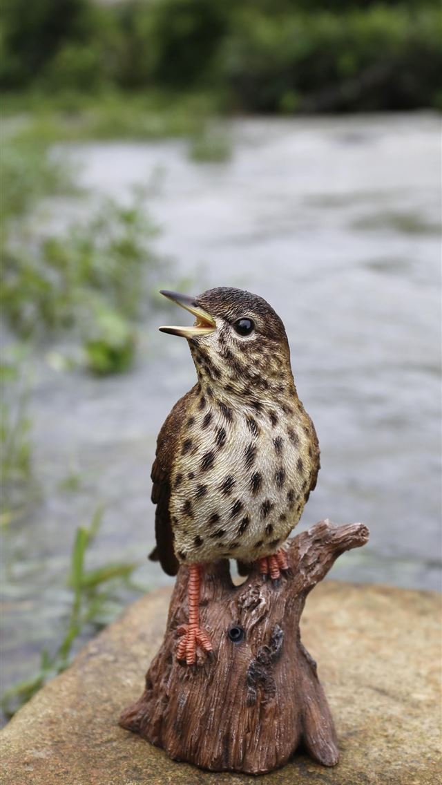 1284x2778 thrushes - thrushes iPhone Wallpaper