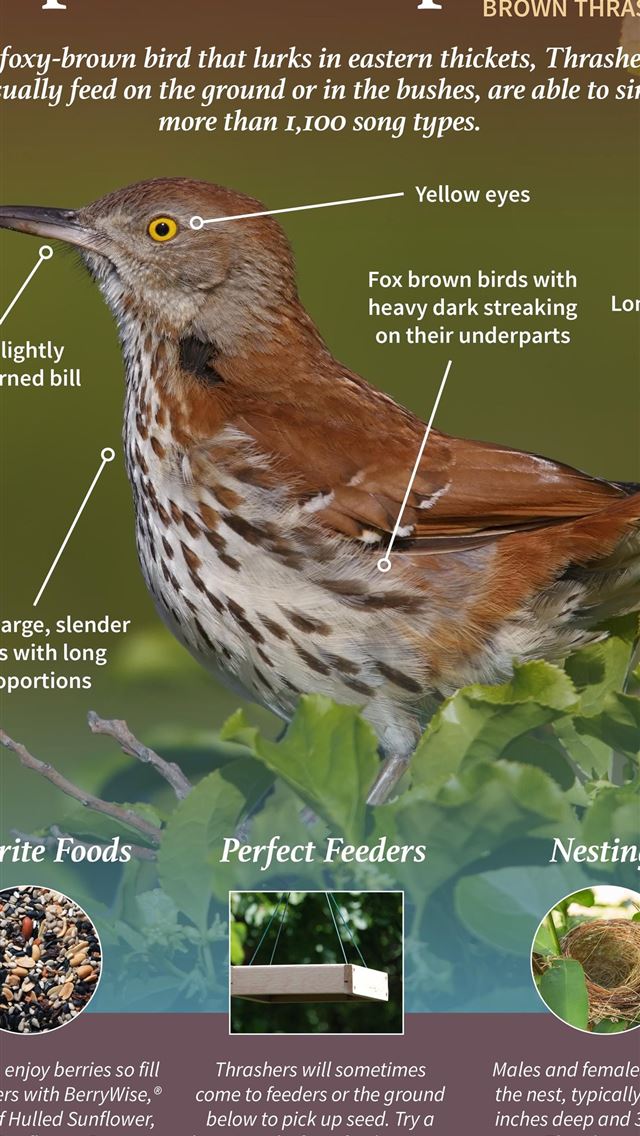 1284x2778 thrushes - thrushes iPhone Wallpaper