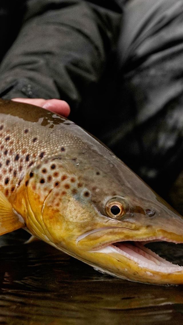 1284x2778 rainbow trout - rainbow trout iPhone Wallpaper