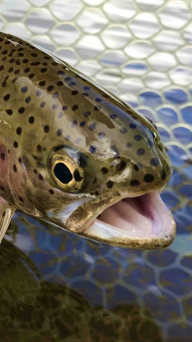 1125x2436 rainbow trout - rainbow trout iPhone Wallpaper