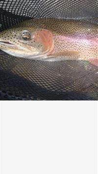 rainbow trout wallpaper
