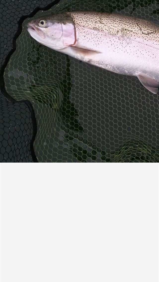 1284x2778 rainbow trout - rainbow trout iPhone Wallpaper