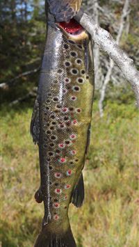 rainbow trout wallpaper