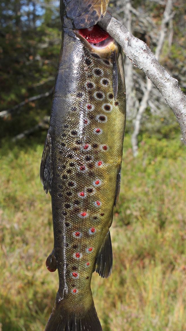 1284x2778 rainbow trout - rainbow trout iPhone Wallpaper