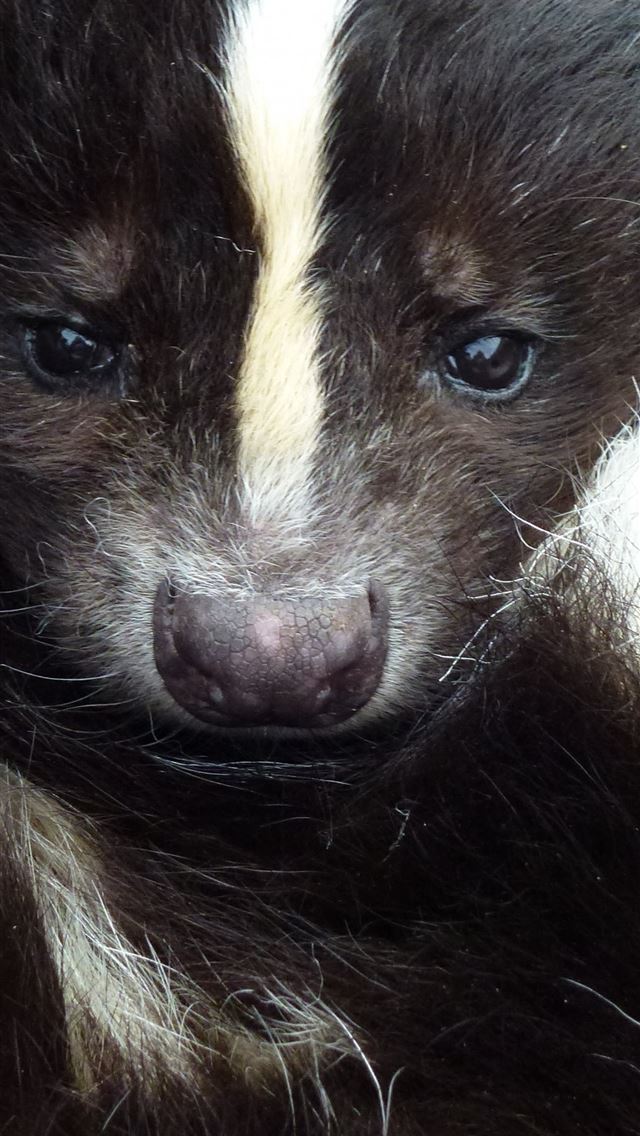 1284x2778 skunks - skunks iPhone Wallpaper