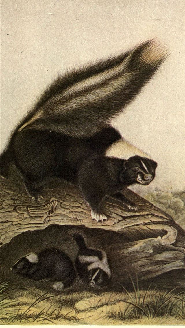 1284x2778 skunks - skunks iPhone Wallpaper