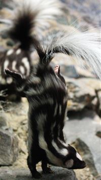 skunks wallpaper