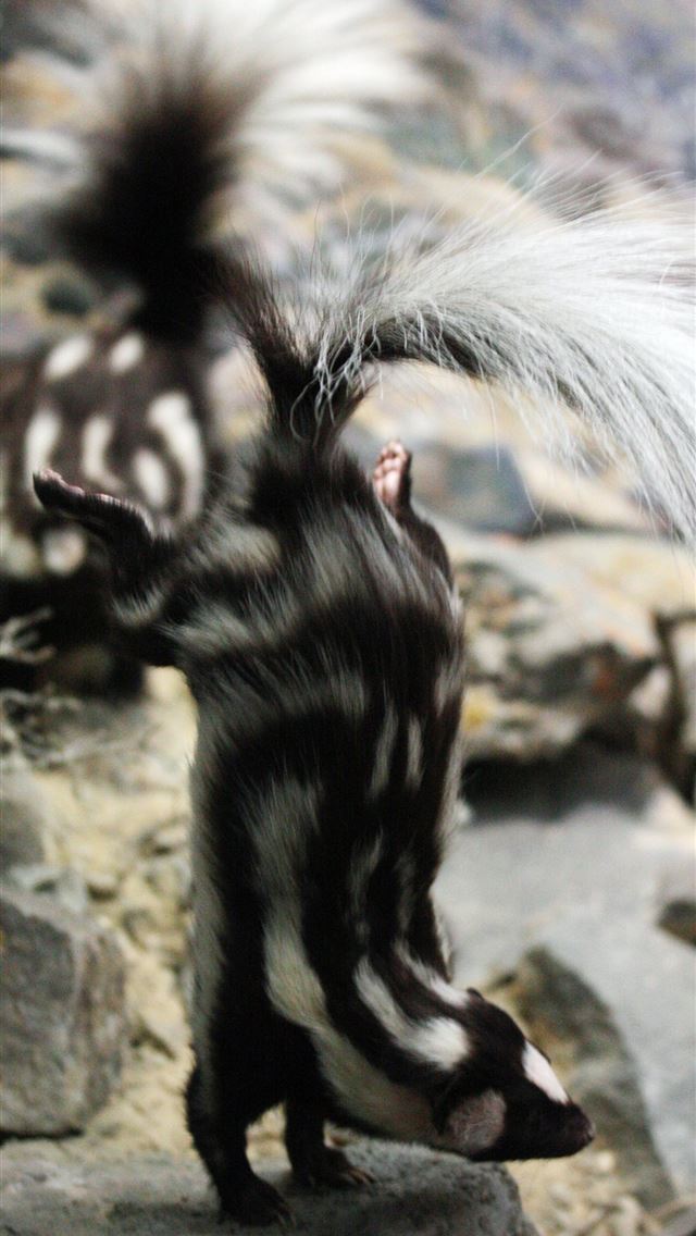 1284x2778 skunks - skunks iPhone Wallpaper